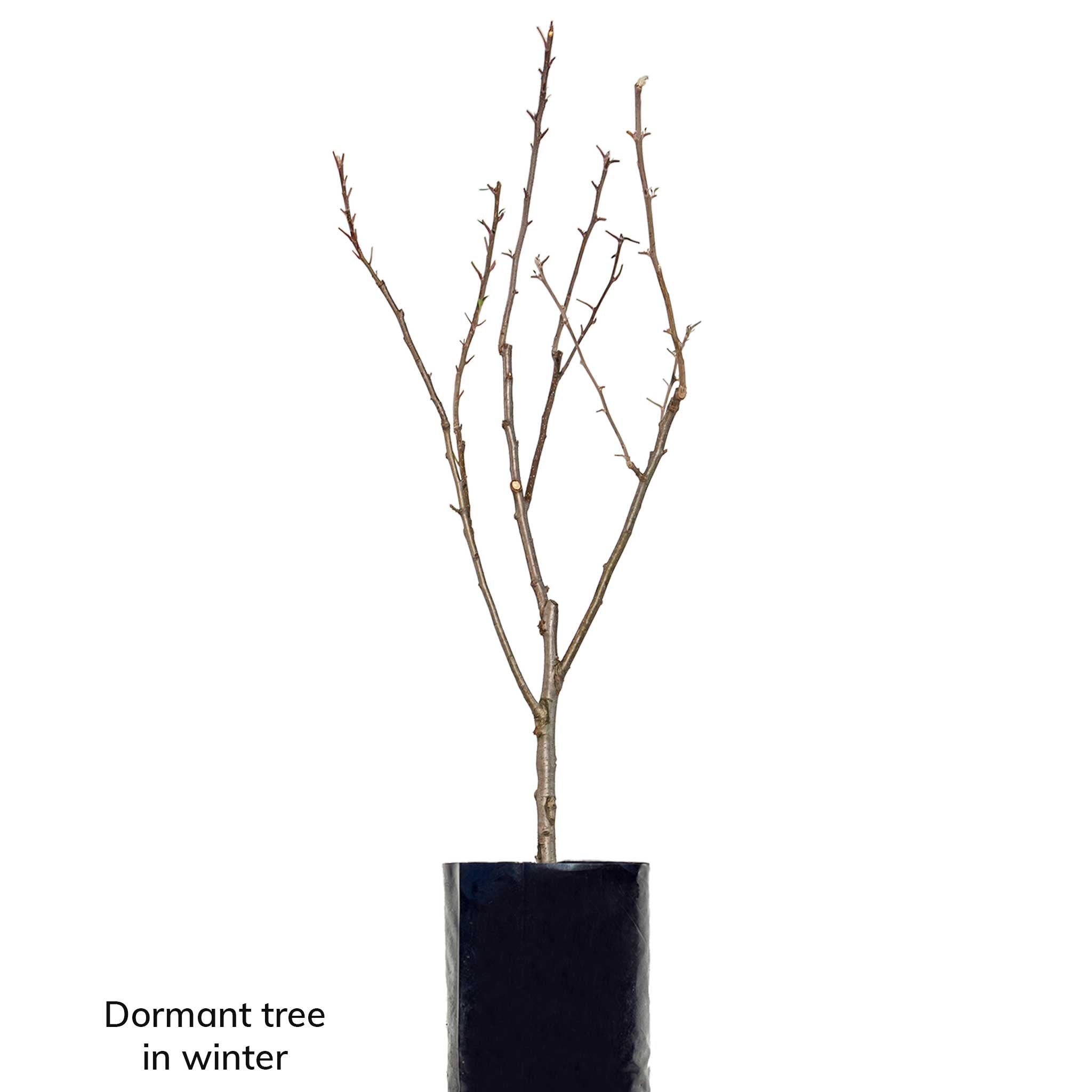 Red Apple + Green Apple + Yellow Apple