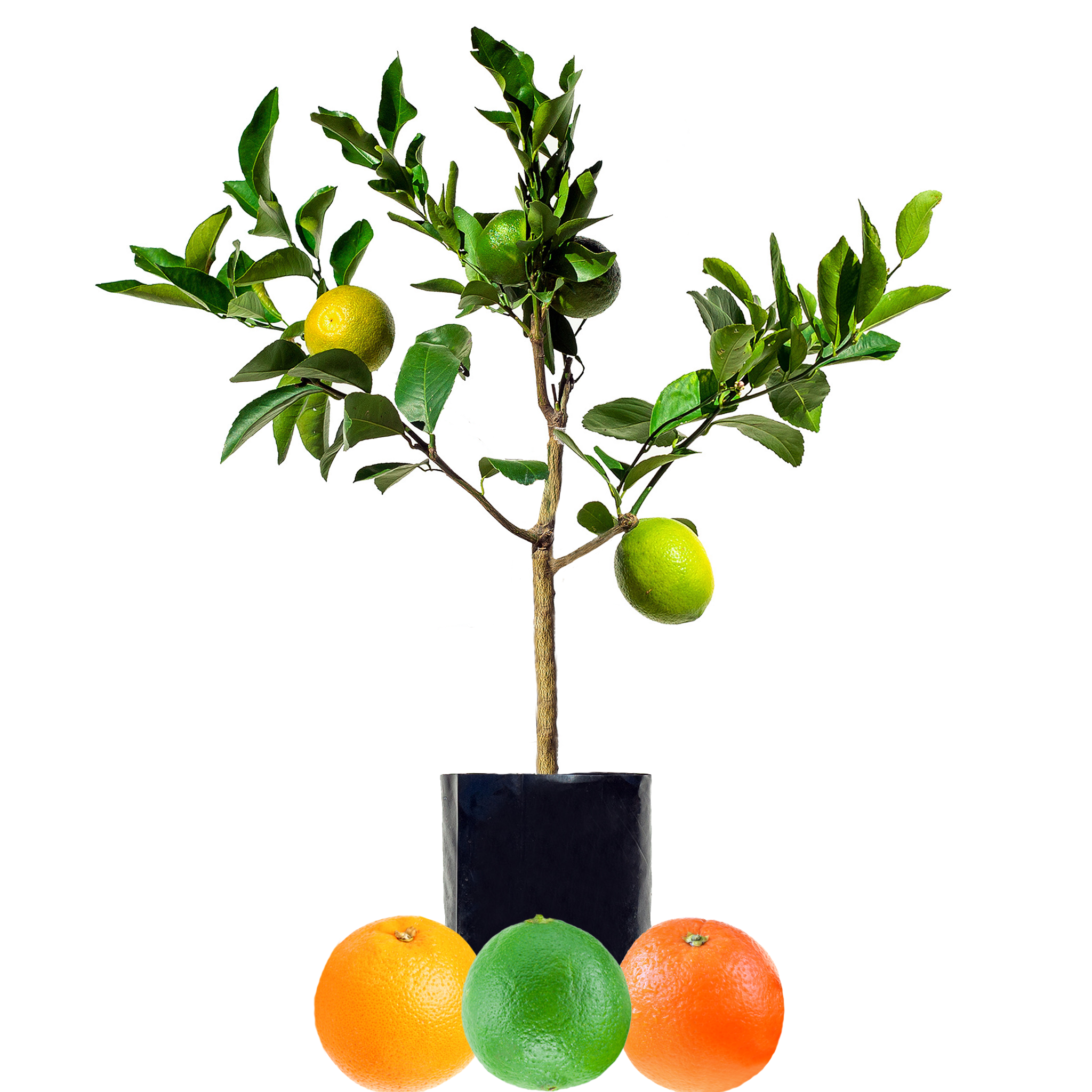 Lime + Orange + Orange