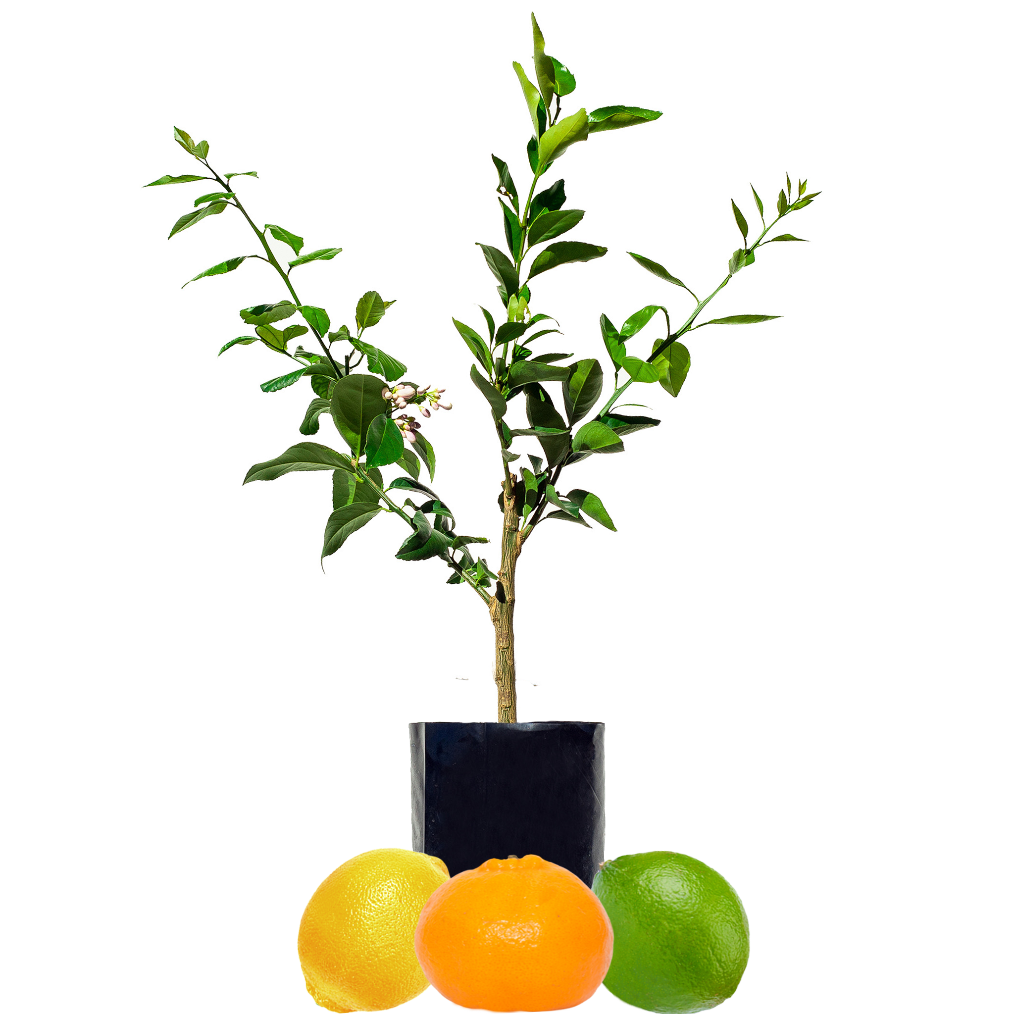 Lime + Mandarin + Lemon
