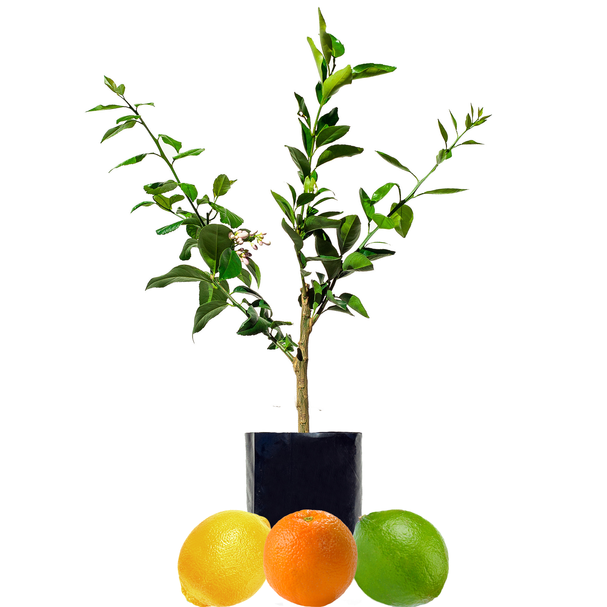 Lemon + Orange + Lime