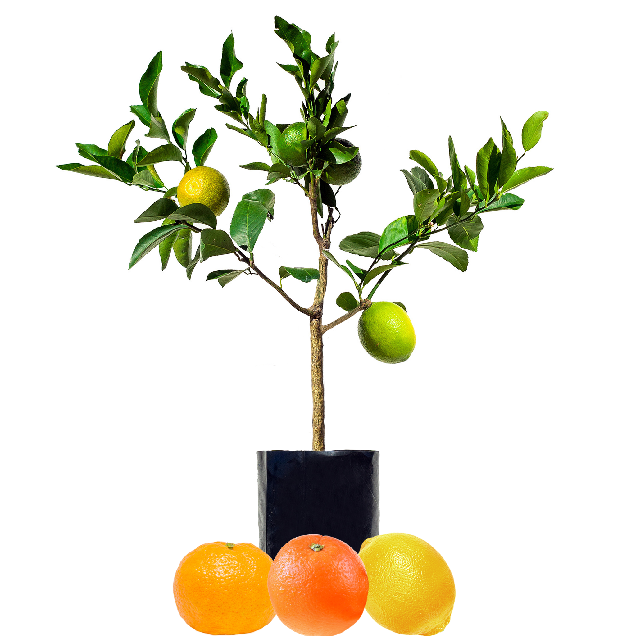 Lemon + Orange + Mandarin