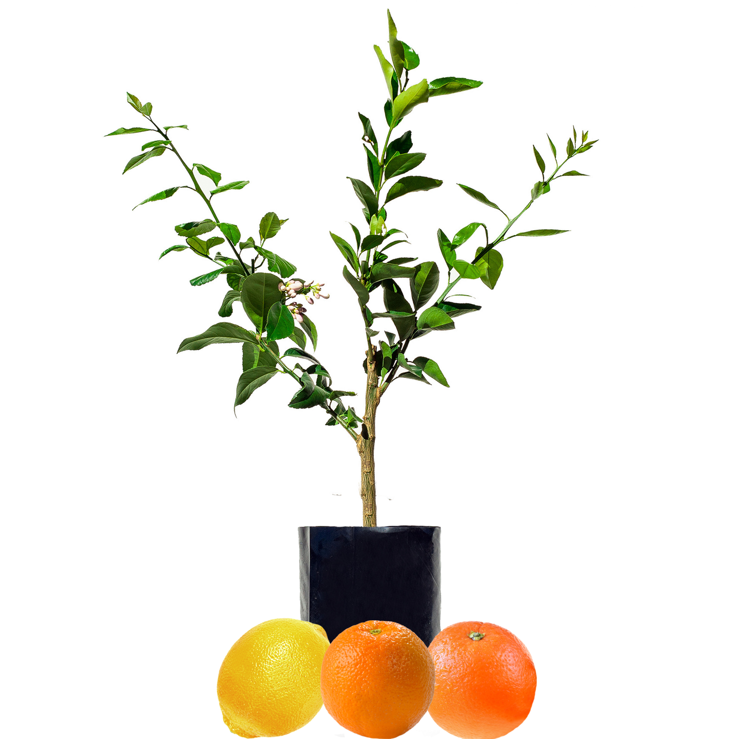 Orange + Orange + Lemon