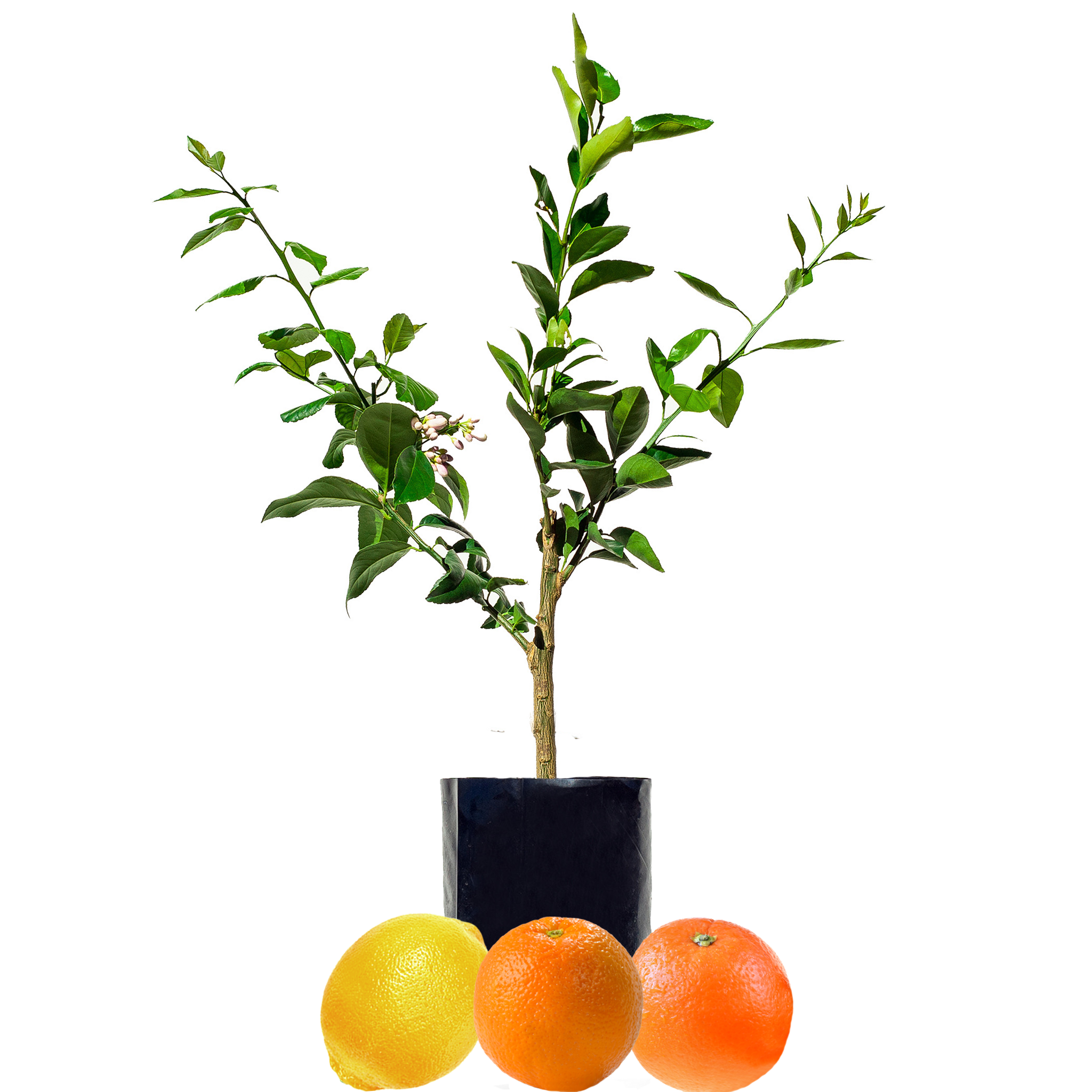 Orange + Orange + Lemon