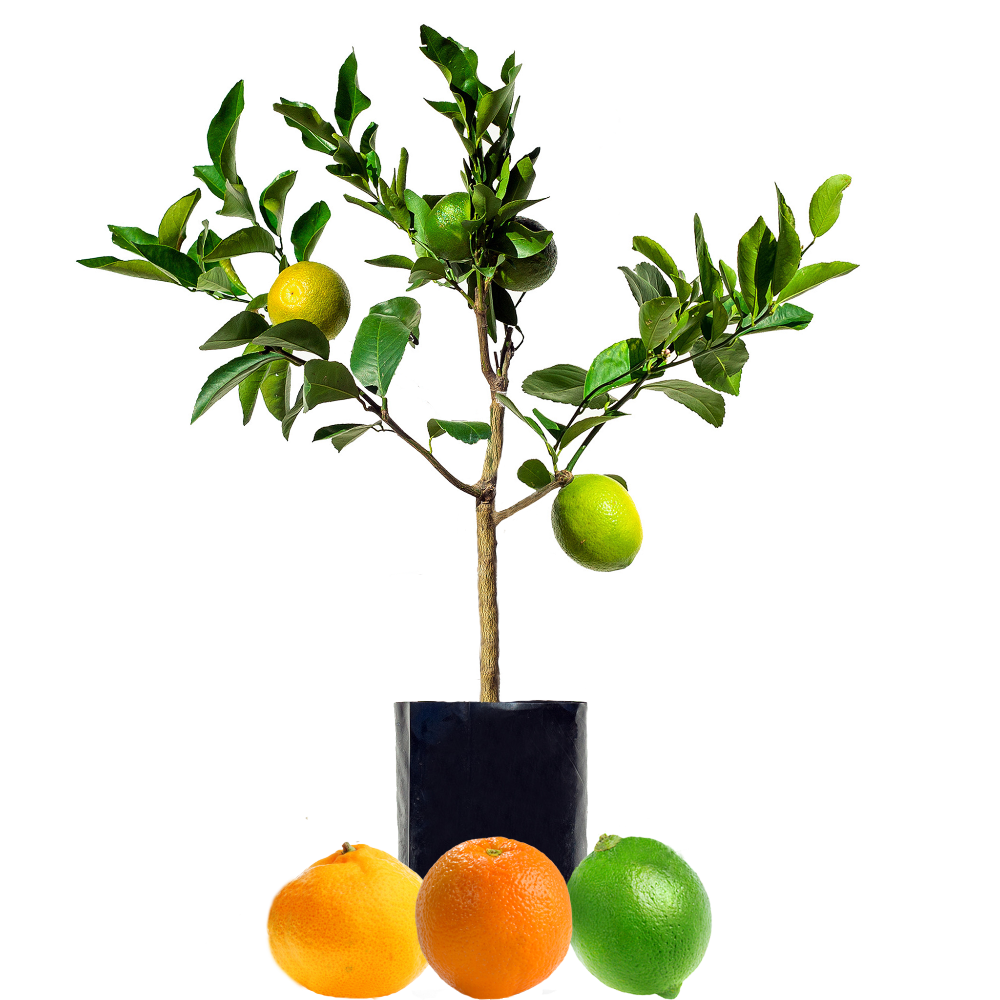 Lime + Mandarin + Orange