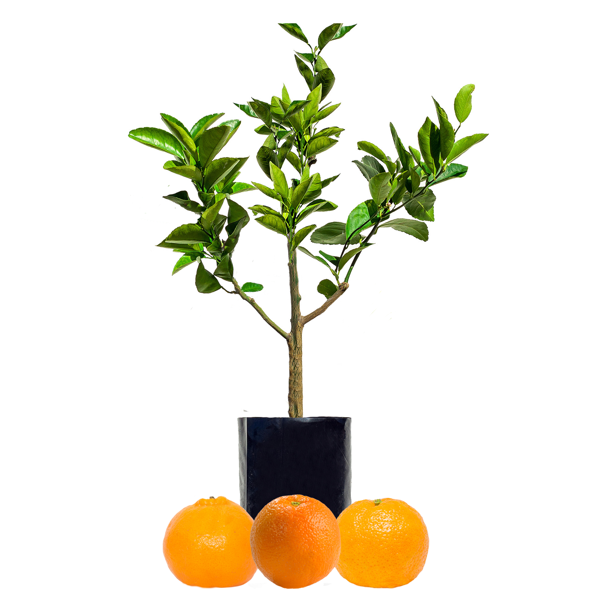 Orange + Mandarin + Mandarin