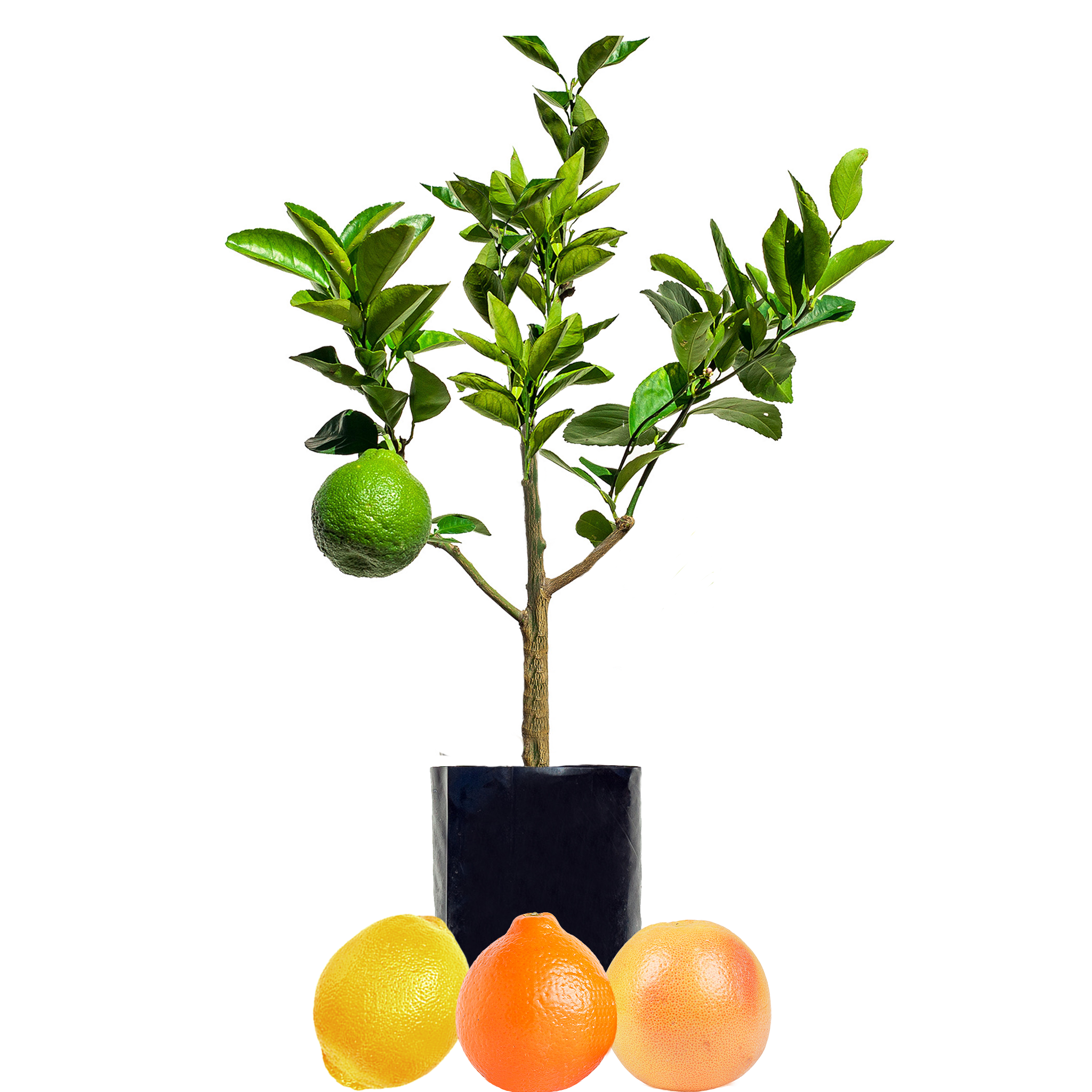 Tangelo + Lemon + Grapefruit