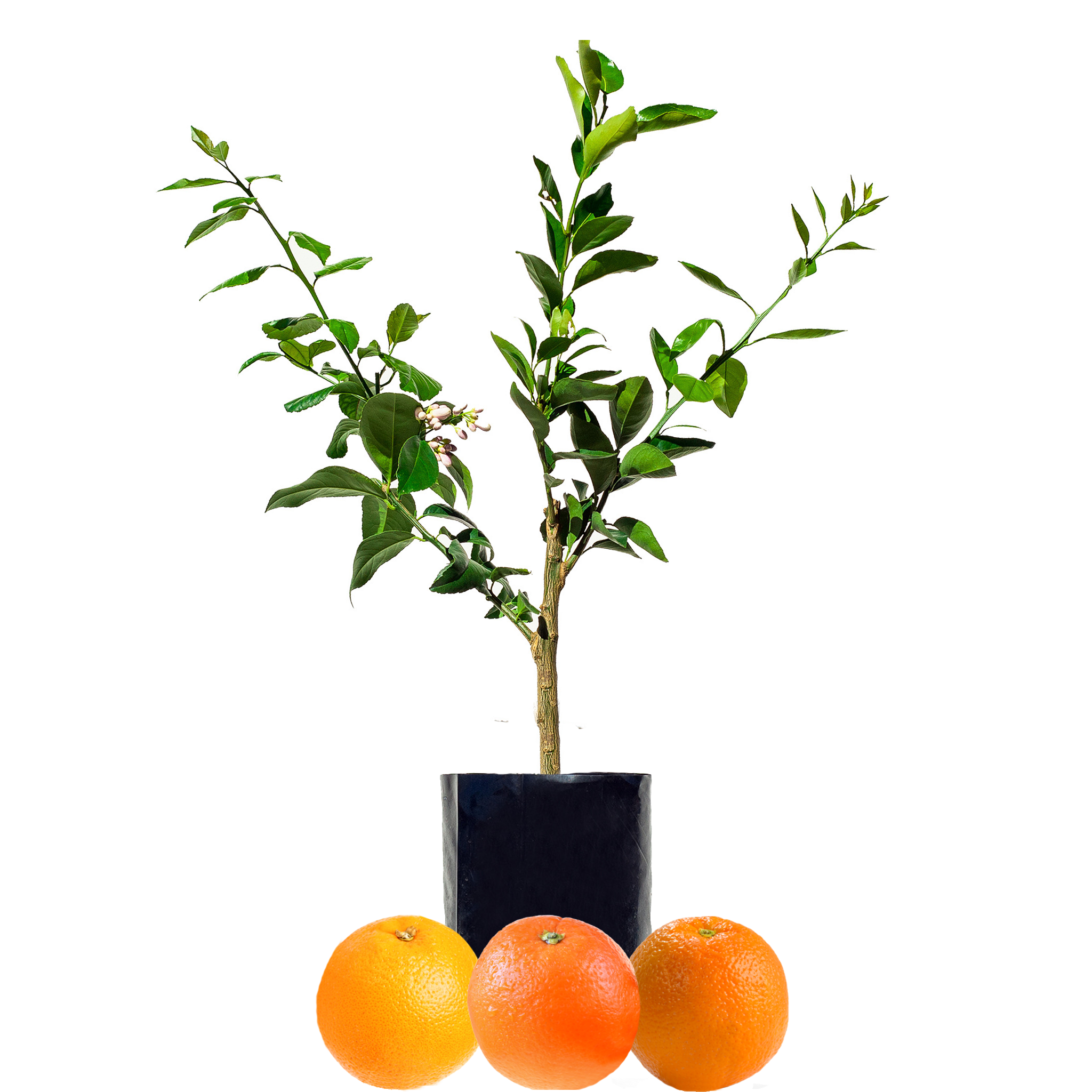 Orange + Orange + Orange