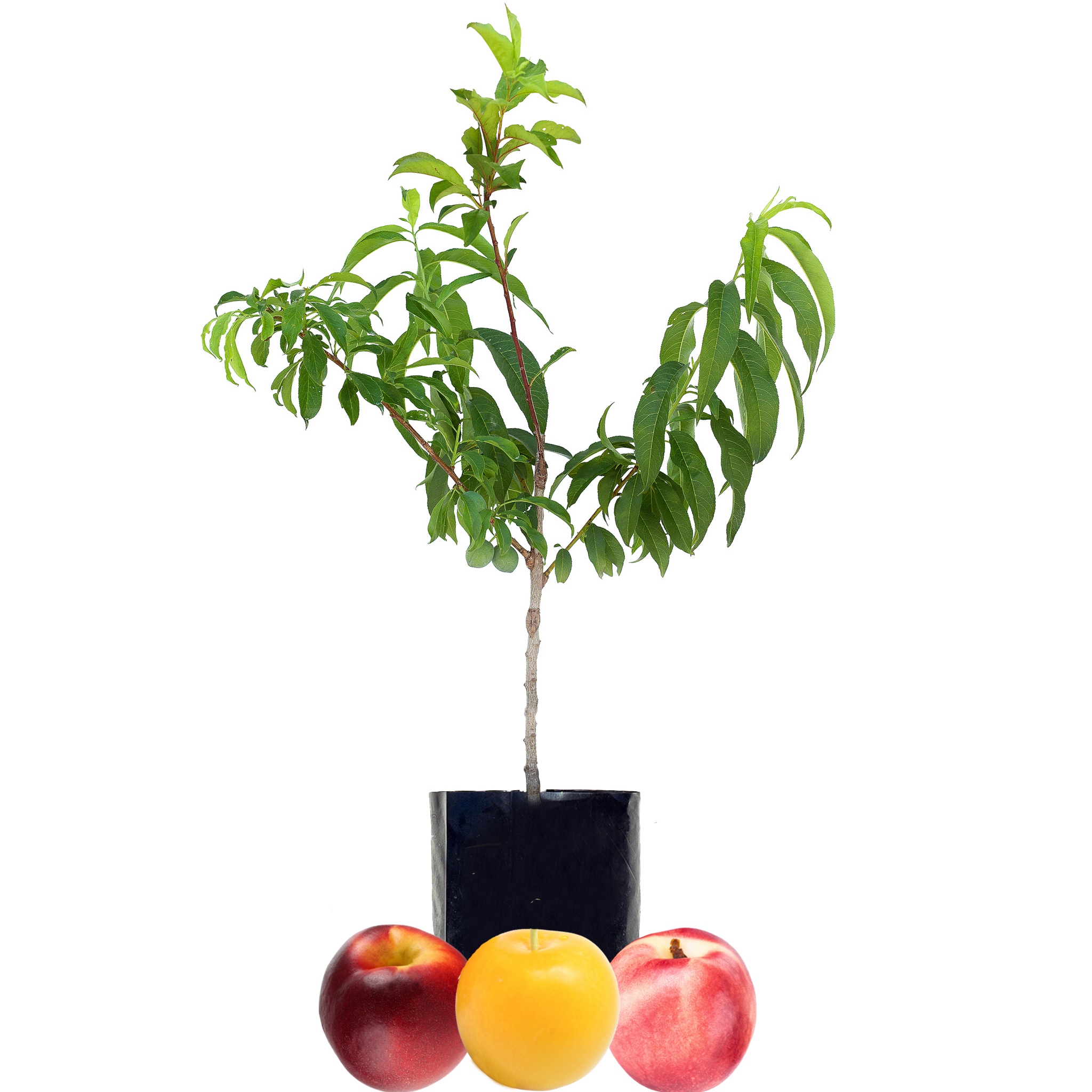 Nectarine + Nectarine + Plum