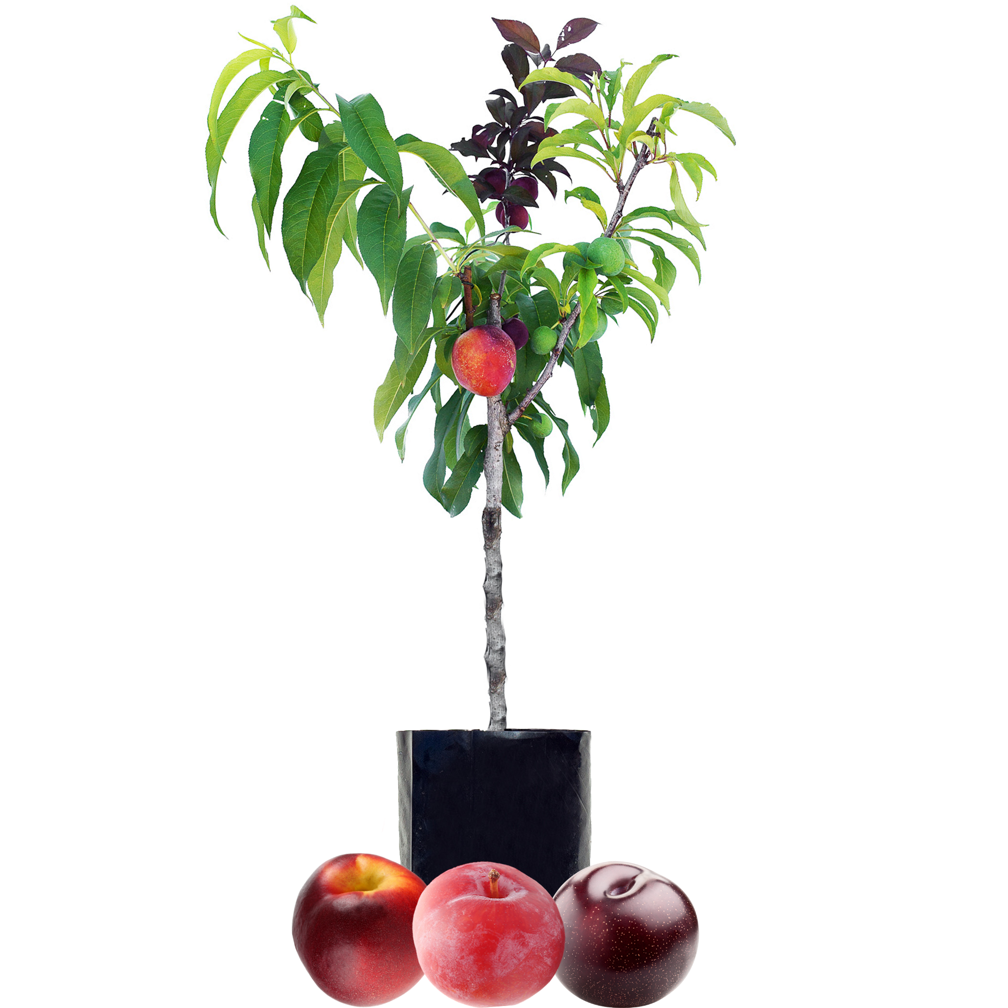 Nectarine + Plum + Plum