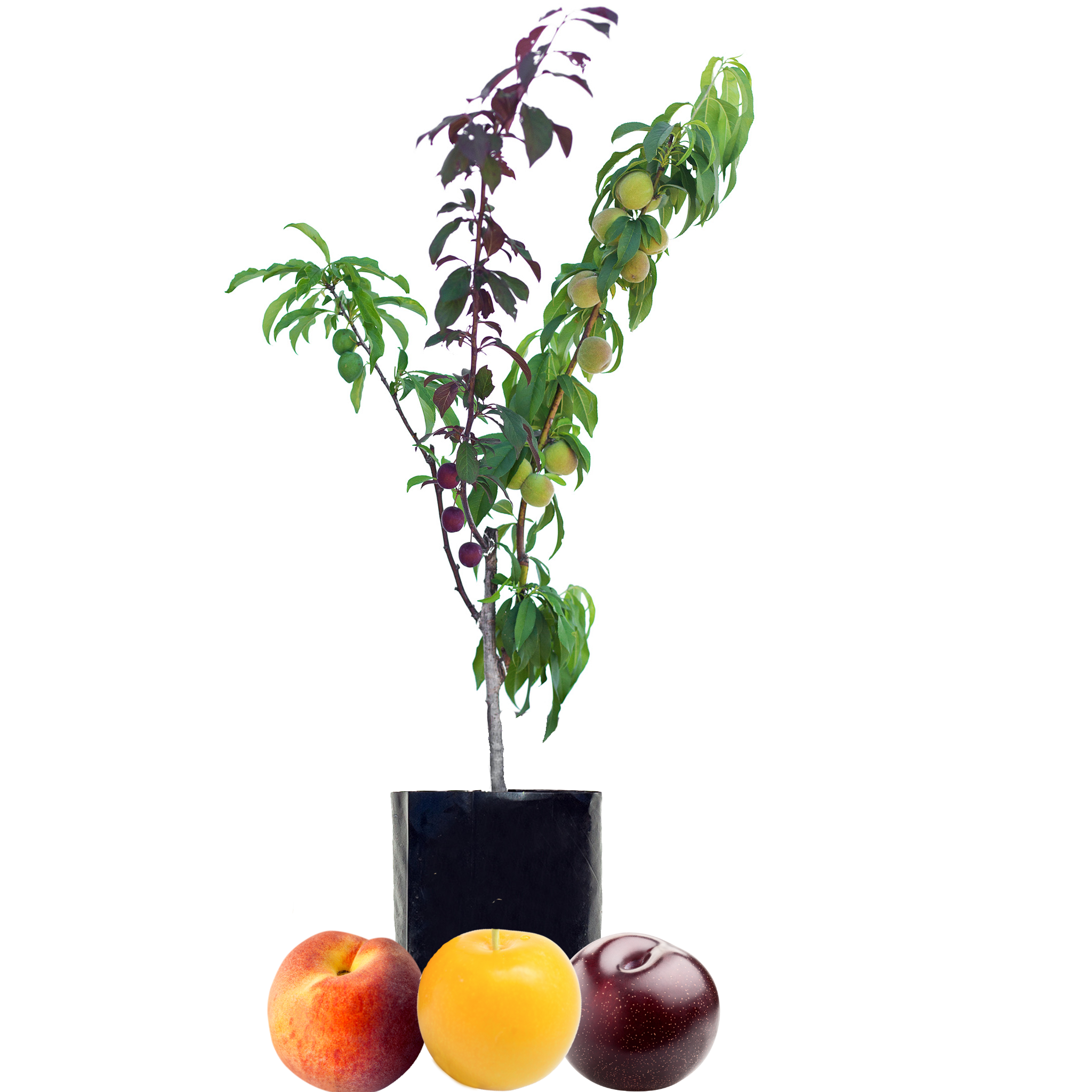 Peach + Plum + Plum