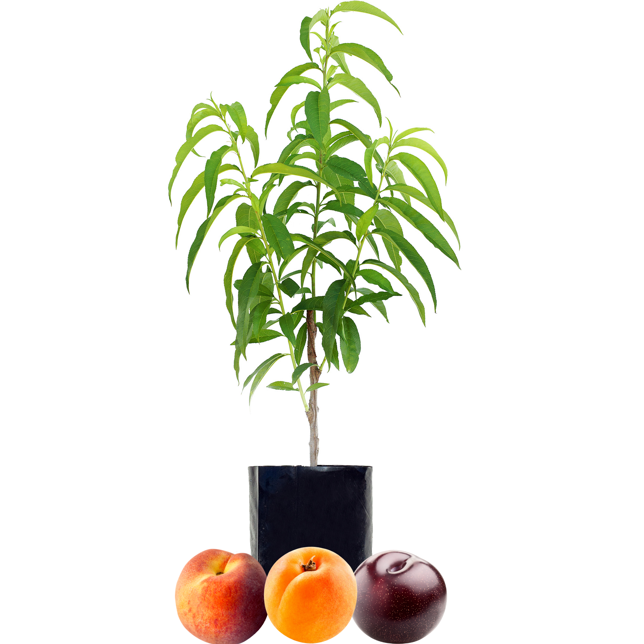 Peach + Plum + Peachcot
