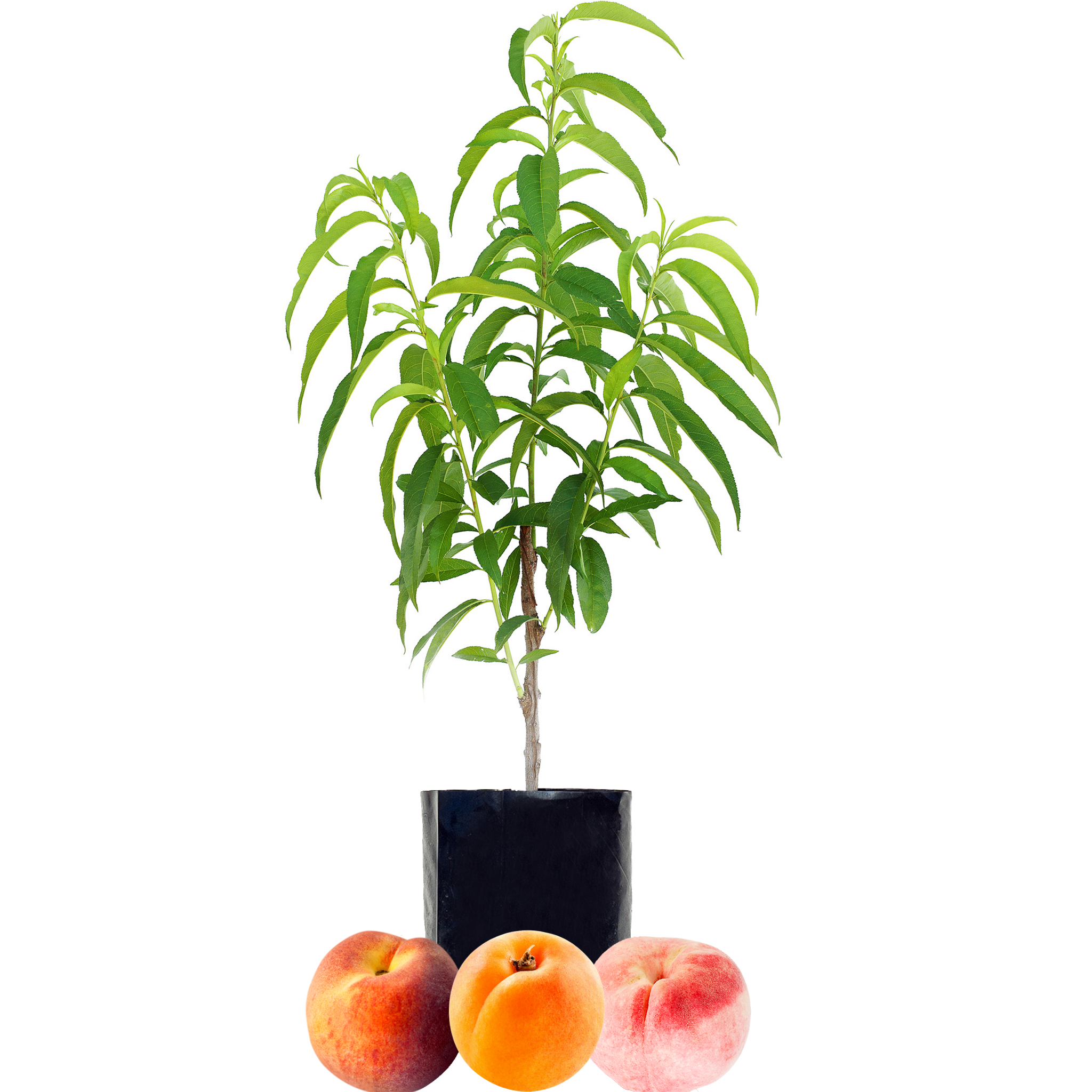 Peach + Peach + Peachcot