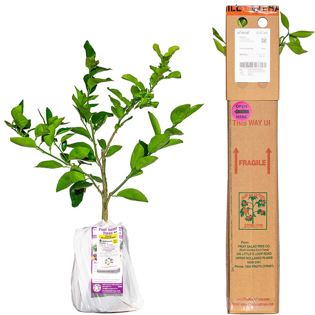 Lemon + Orange + Mandarin + Lime