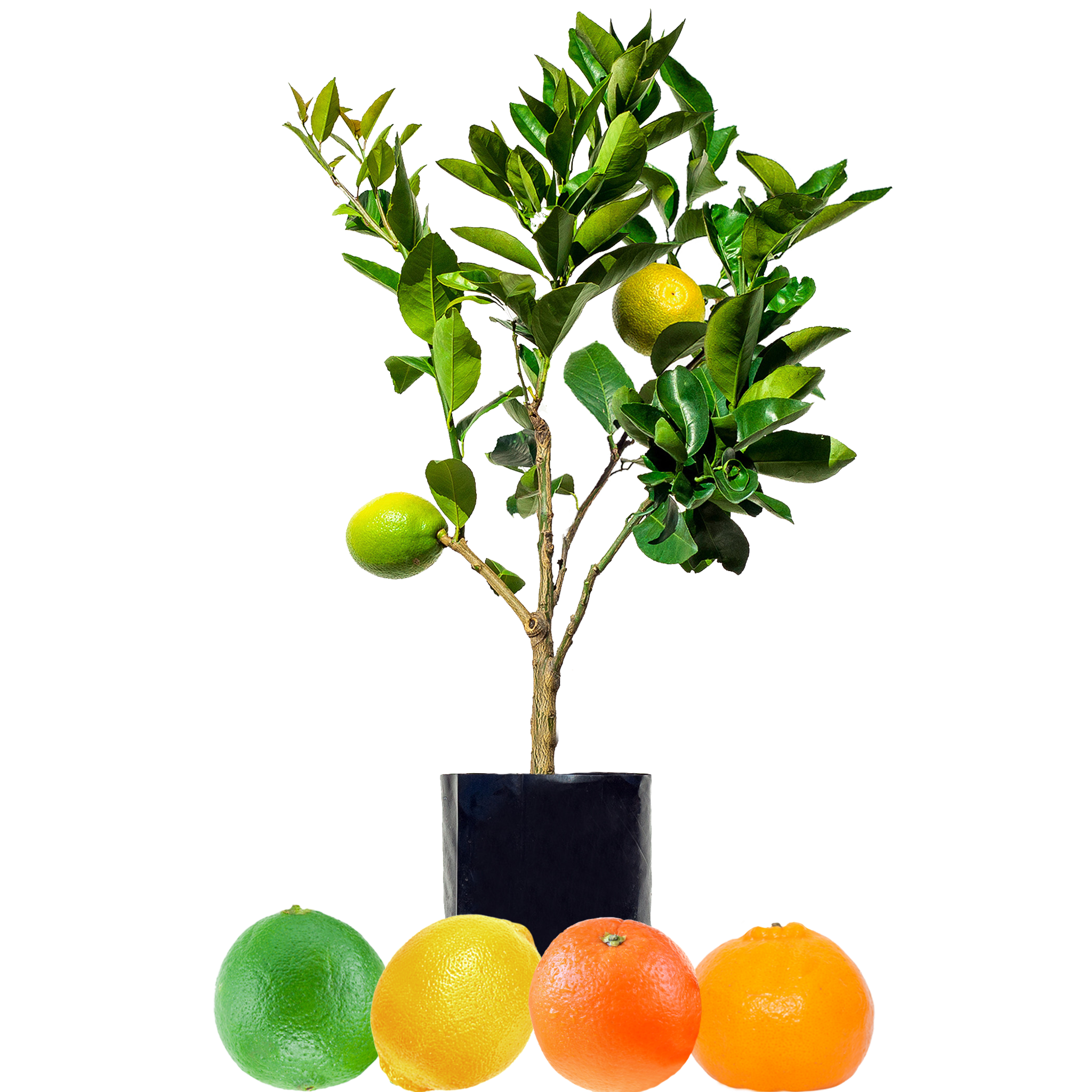 Lemon + Orange + Mandarin + Lime