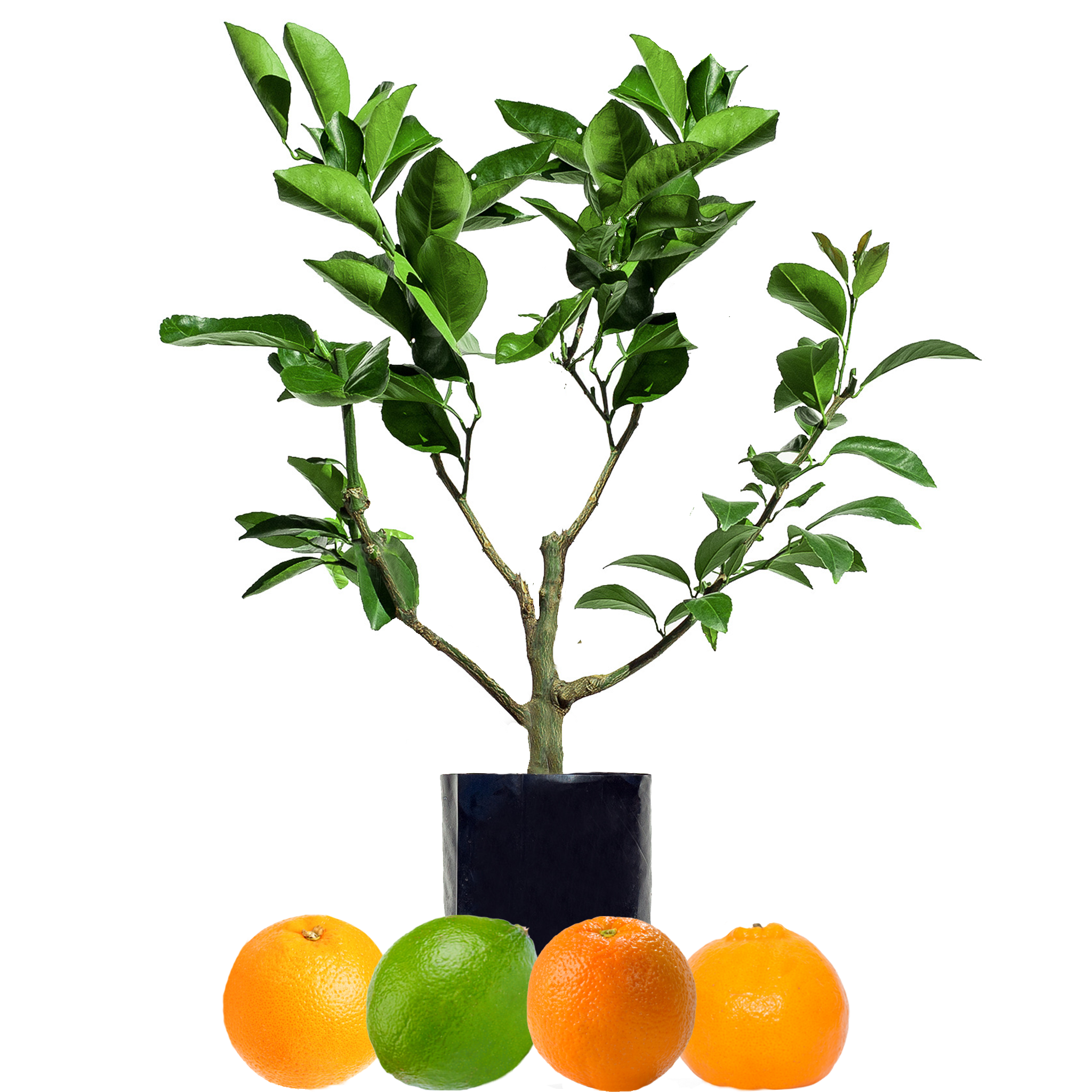 Orange + Orange + Mandarin + Lime