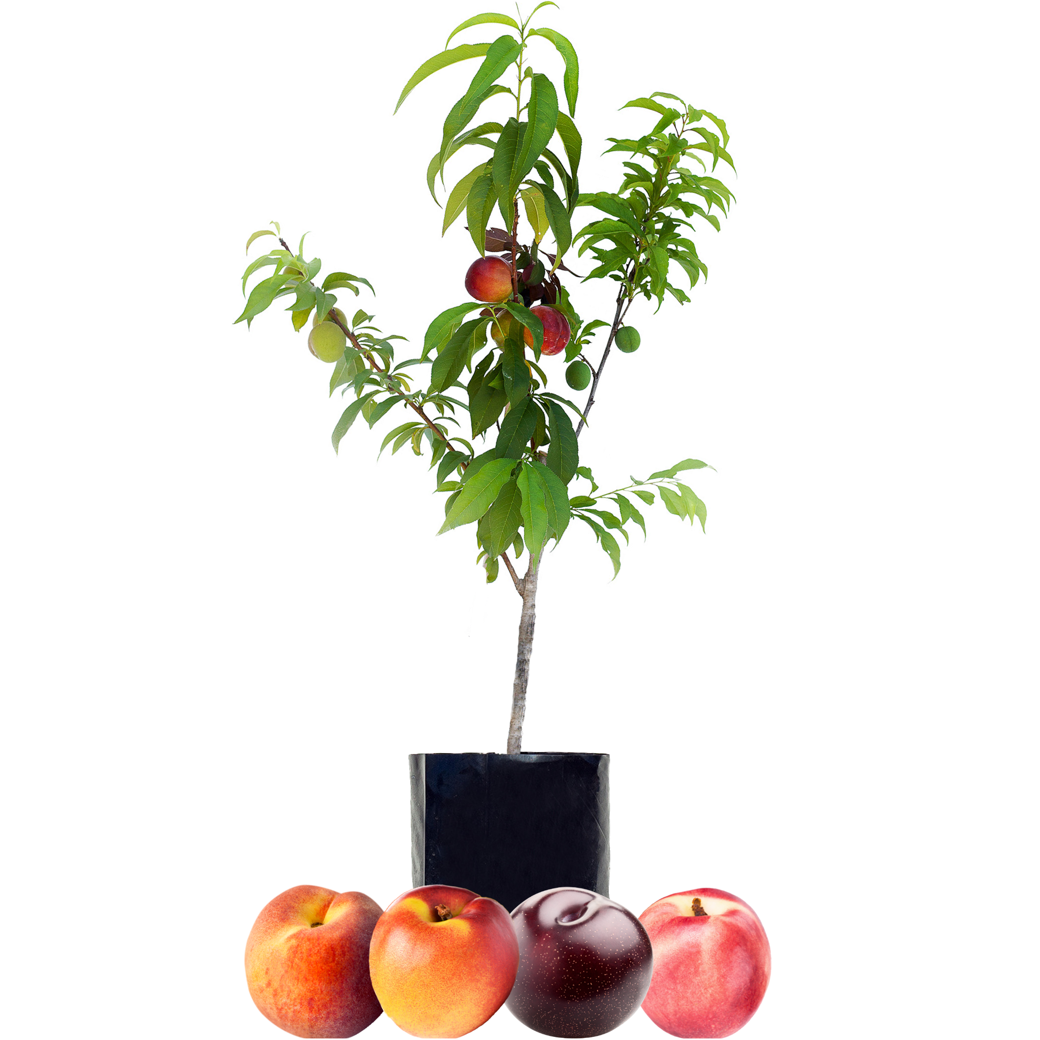 Peach + Nectarine + Nectarine + Plum