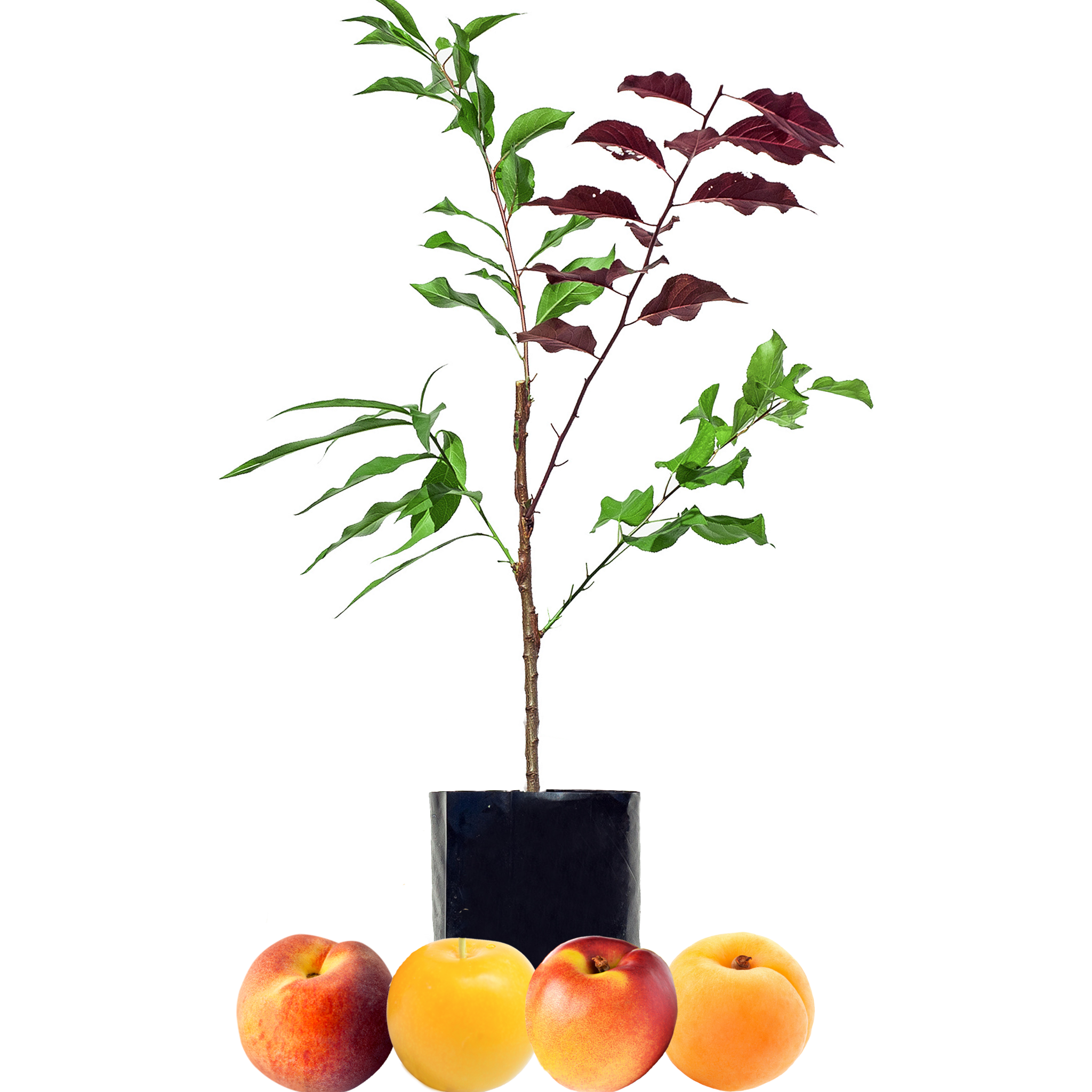 Peach + Nectarine + Plum + Peachcot
