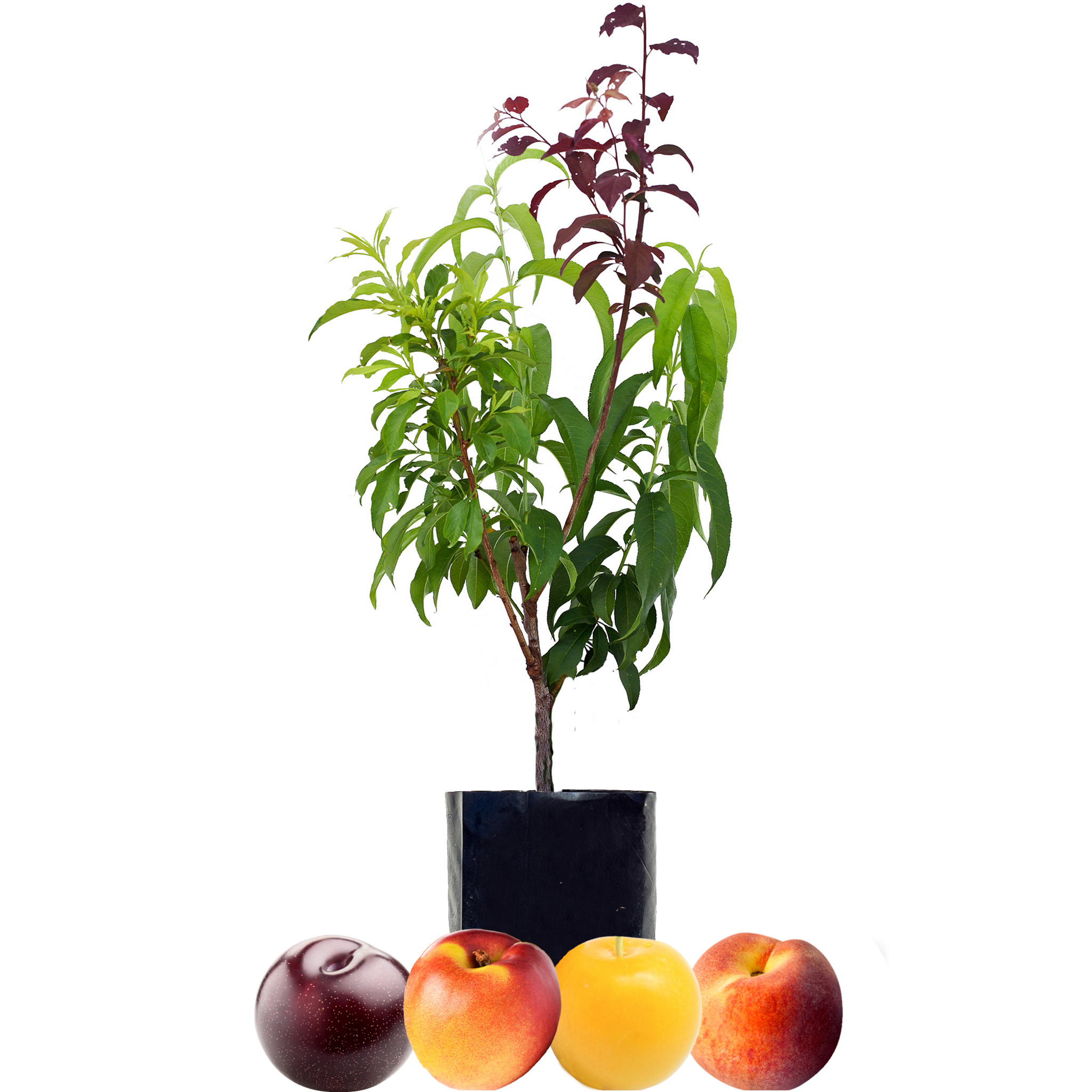 Peach + Nectarine + Plum + Plum