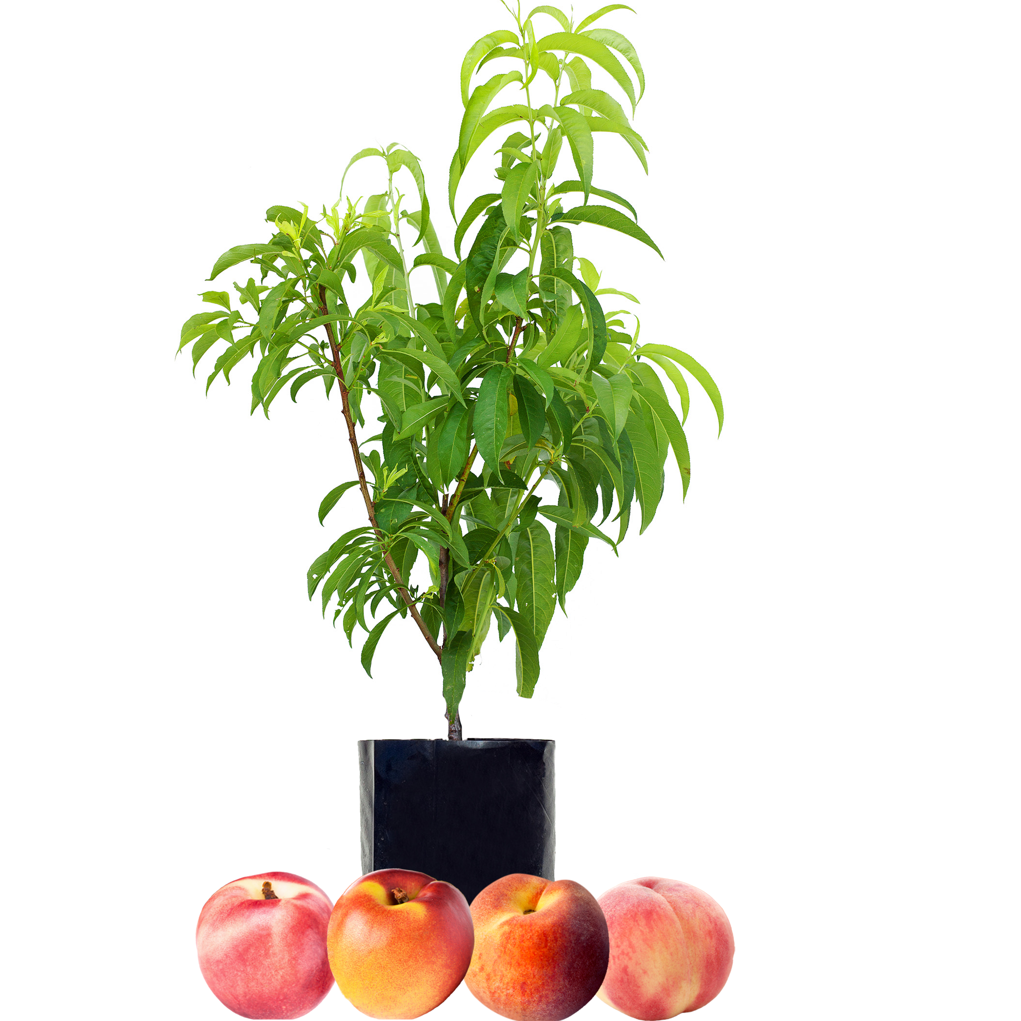 Peach + Peach + Nectarine + Nectarine