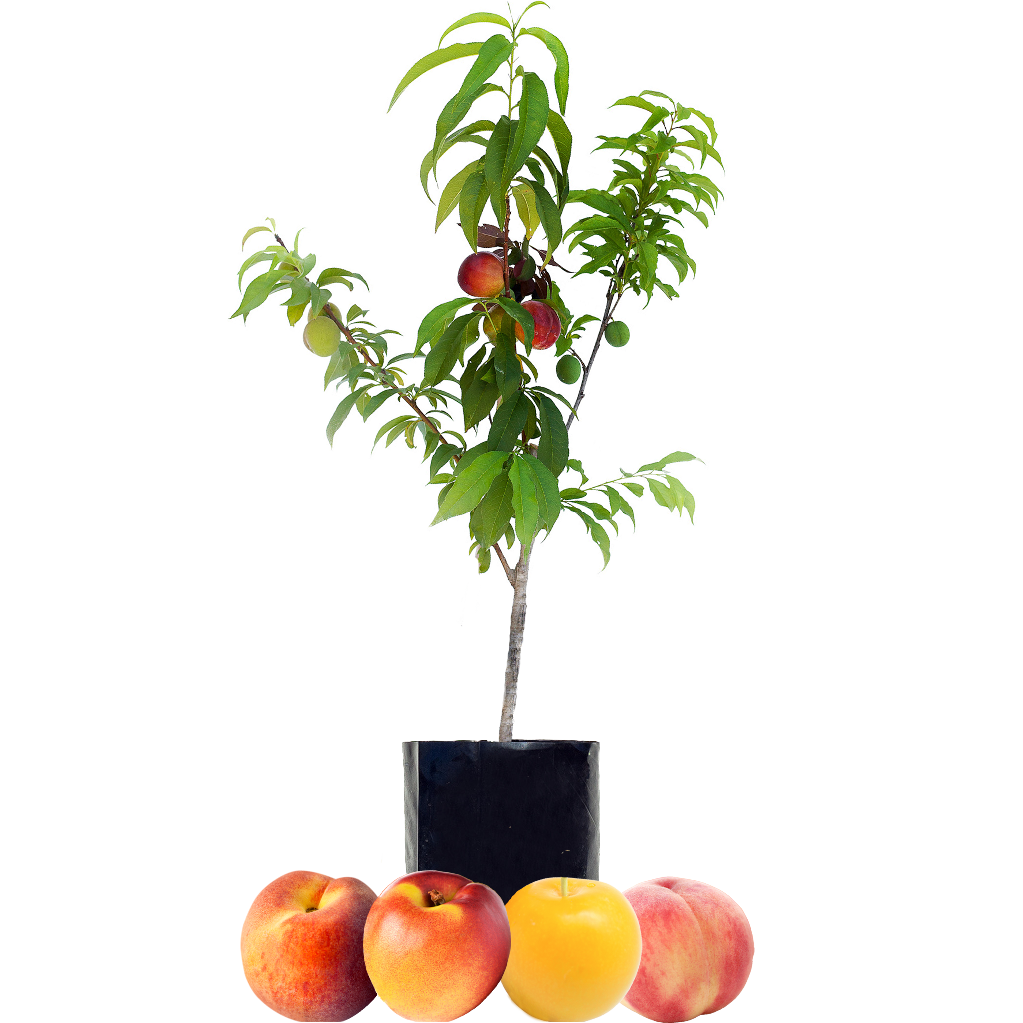 Peach + Peach + Nectarine + Plum