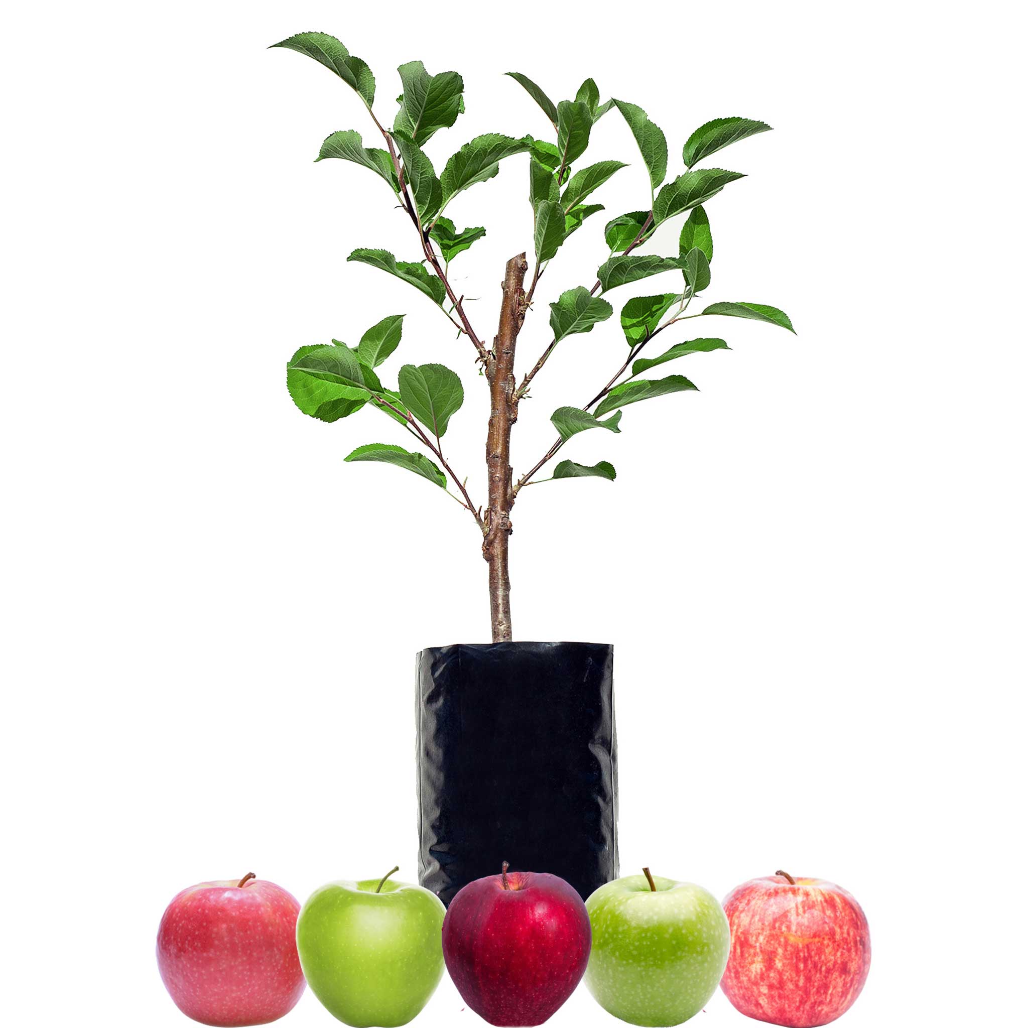 Green Apple + Green Apple + Red Apple + Red Apple + Red Apple
