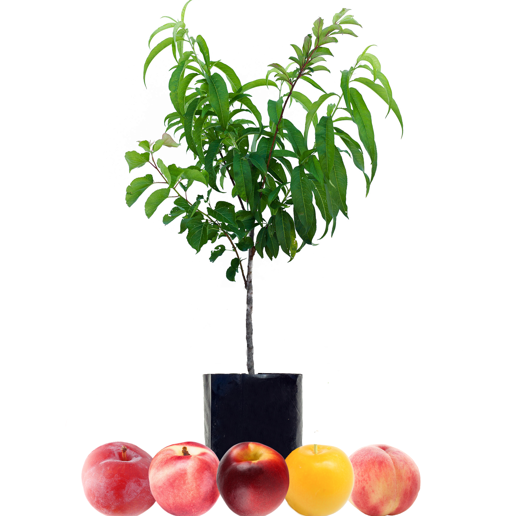 Peach + Nectarine + Nectarine + Plum + Plum