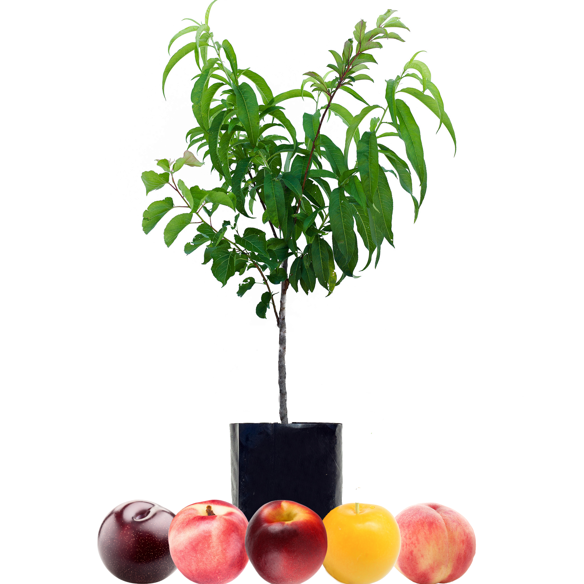 Peach + Nectarine + Nectarine + Plum + Plum