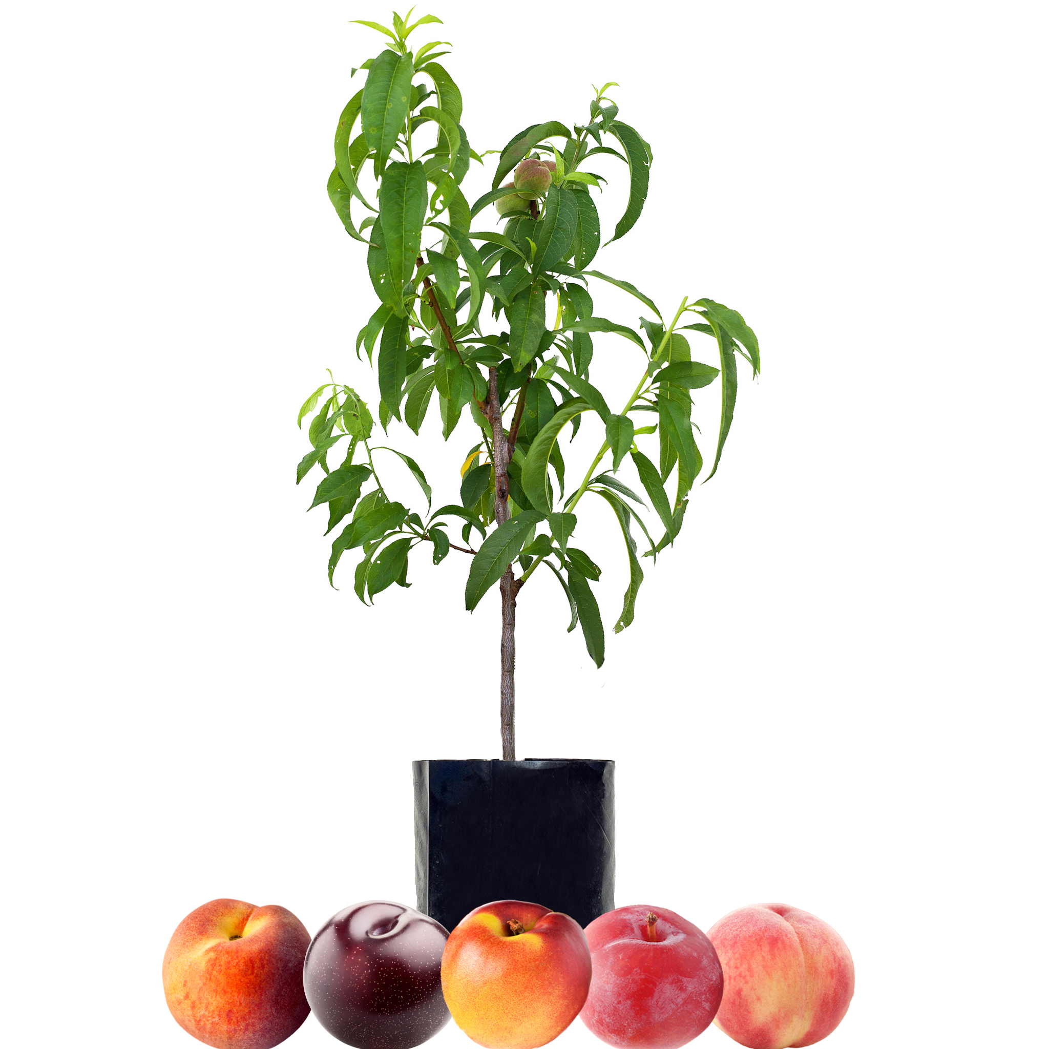Peach + Peach + Nectarine + Plum + Plum