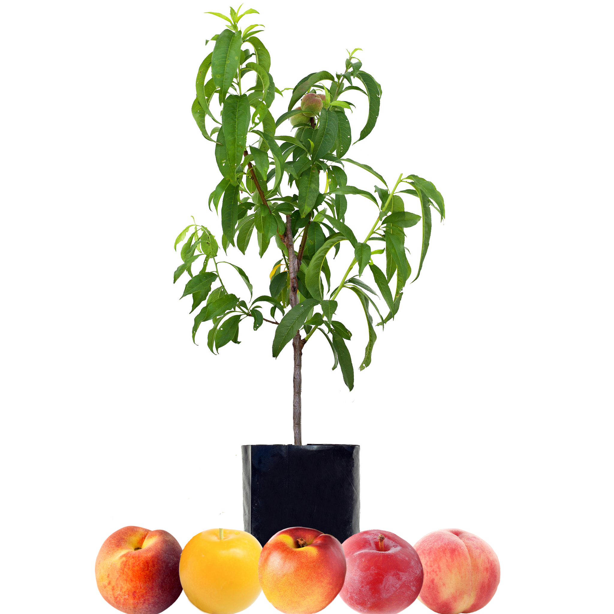 Peach + Peach + Nectarine + Plum + Plum