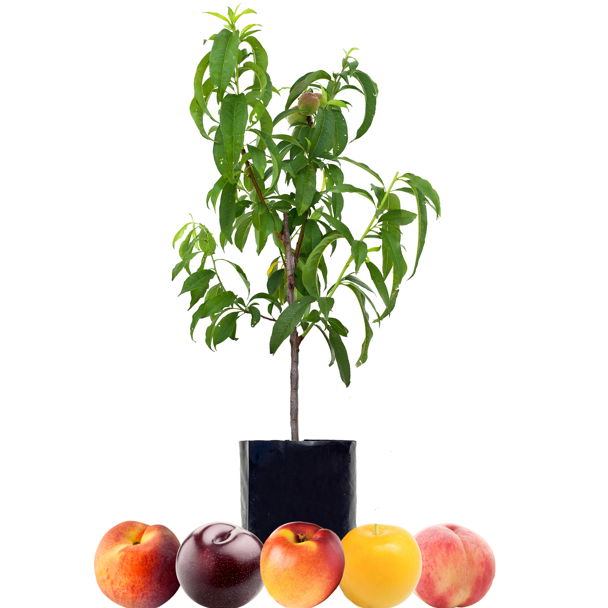 Peach + Peach + Nectarine + Plum + Plum