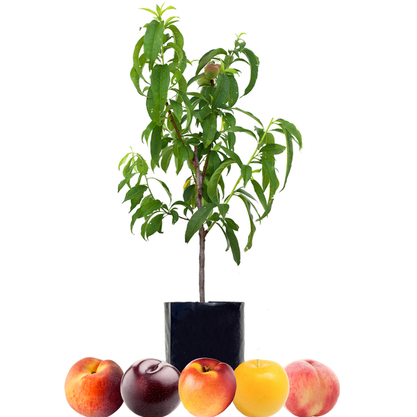 All 5 Fruit Trees Tagged "unavailabletrees" Fruit Salad Trees