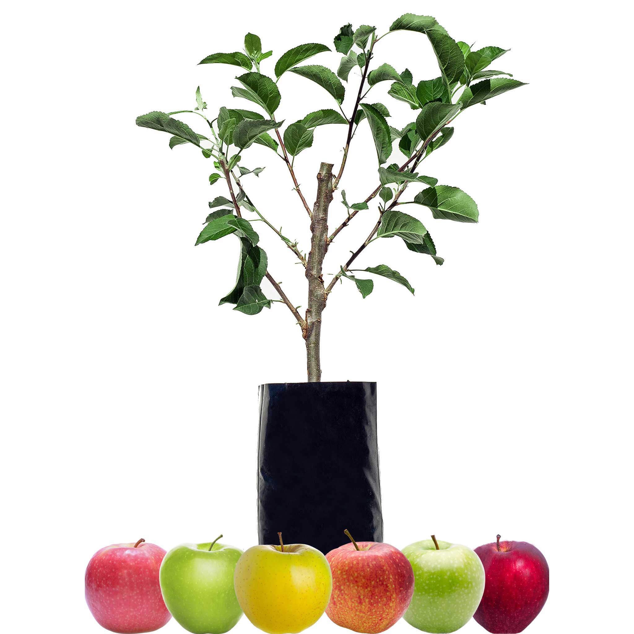 Red Apple + Red Apple + Red Apple + Green Apple + Green Apple + Yellow Apple