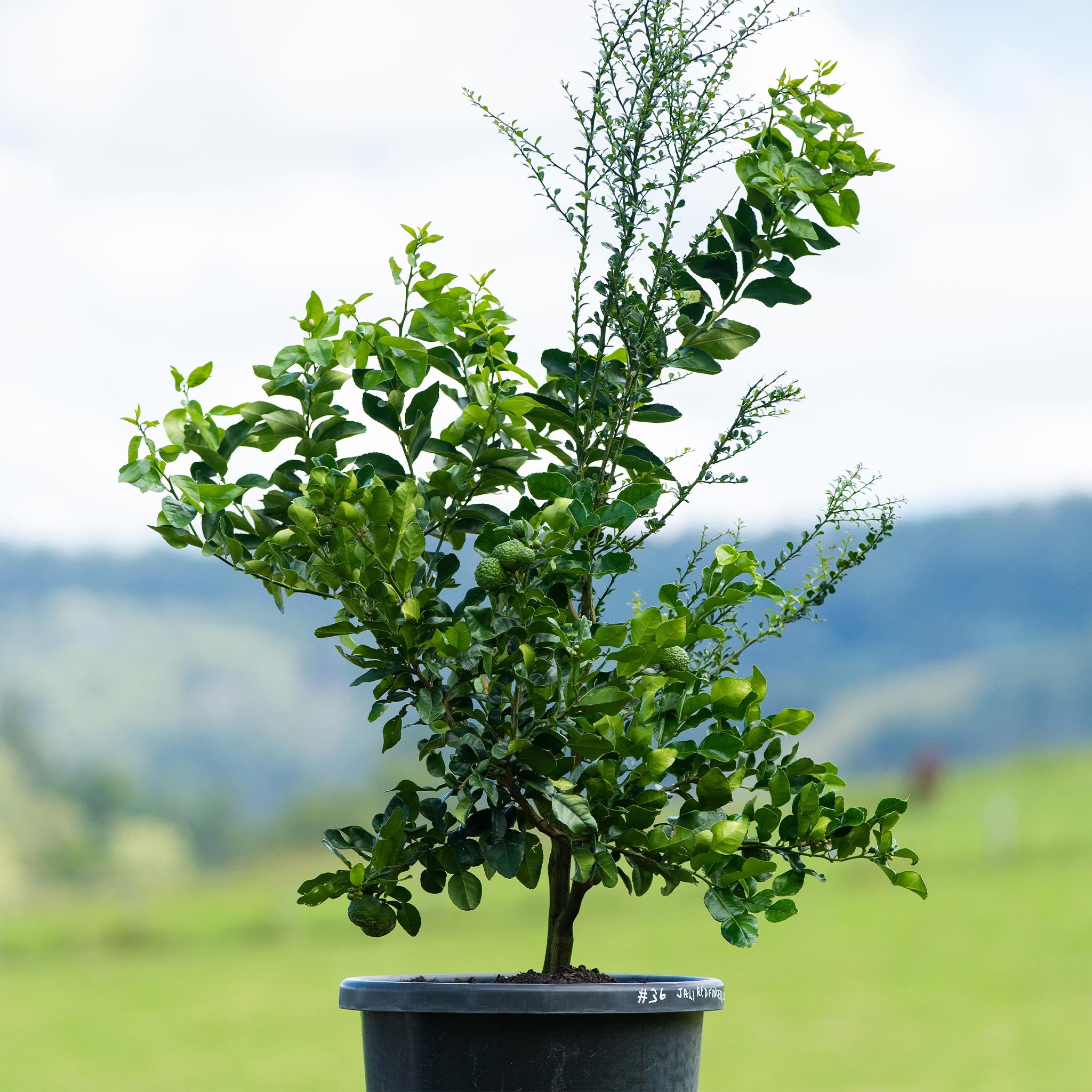 Mature Citrus Tree #20: Finger Lime + Tahitian Lime + Kaffir Lime