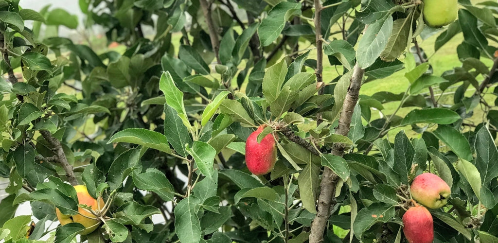 Fruit Salad Trees | Can I grow different apples on the same tree in my climate?