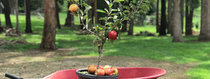 Fruit Salad Trees | Growing Apple trees in Australian climates