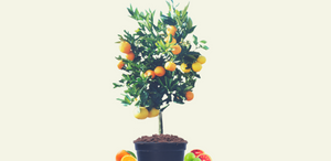Balancing your Fruit Salad Tree