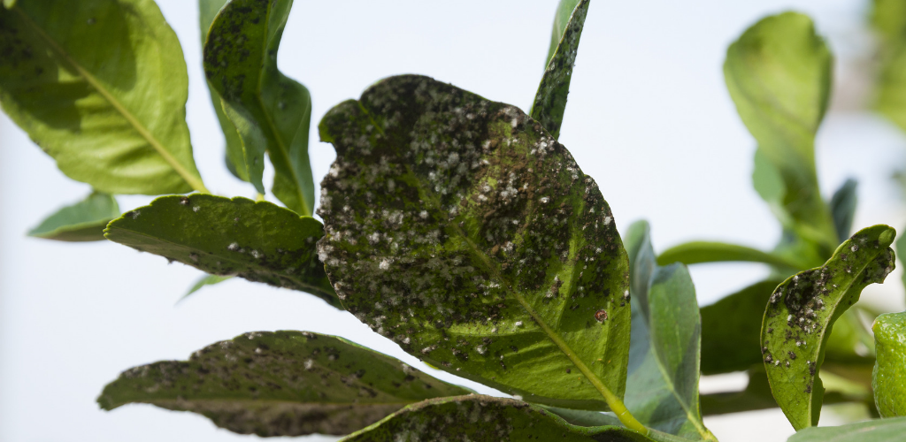 Fruit Salad Tree Care | Ants in Your Plants? All about Citrus Aphids