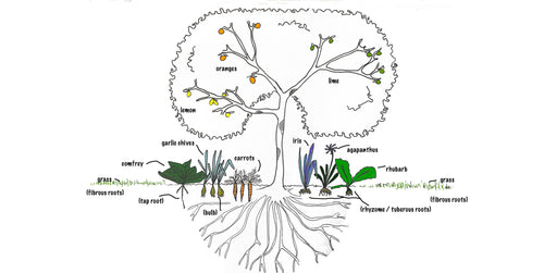 Fruit Salad Trees | Planning your Edible Garden