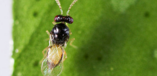 Fruit Salad Tree Care | Protecting your tree from Gall Wasps