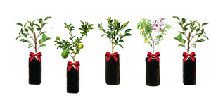 Ultimate Gift Guide | Choose, deliver and gift a Fruit Tree