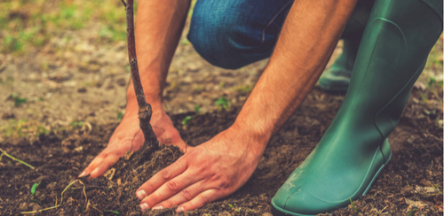 Fruit Salad Trees | Planting your Fruit Salad Tree in a pot or in the ground