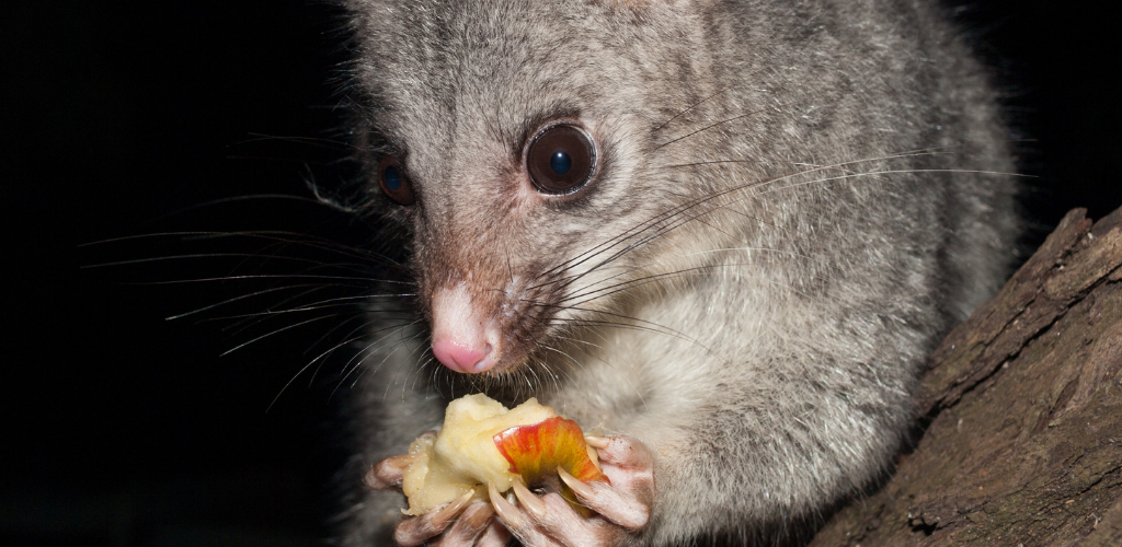 Possum proofing your trees Biology Diagrams