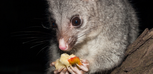 Possum proofing your trees