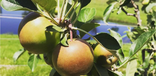 Thinning the first fruit on your Fruit Salad Tree