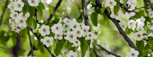 Fruit Salad Tree Care | Spring Tips