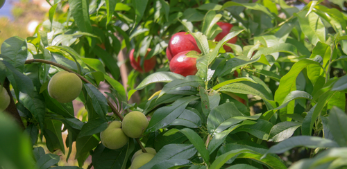 Fruit Salad Tree Care | Summer Tips