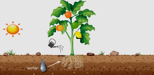 Watering your Fruit Salad Tree in the heat