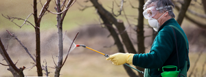 Winter Spraying: Stone Fruit Trees