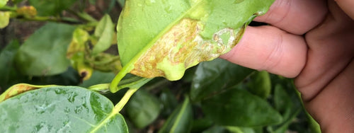 Fruit Salad Tree Care | What causes citrus leaves to curl?