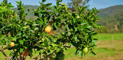 Fruit Salad Trees | Can I grow different citrus fruit in colder climates?
